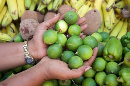 Havana Vieja