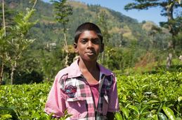 Boy in field of tea Sri Lanka