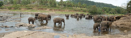 Pinnawala Sri Lanka